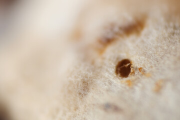 Growth of mycelium on rotten apple fruit surface