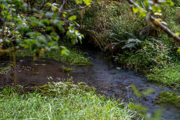 Hoh Rainforest Olympic National Park, Hiking Trail through Lush Pacific Northwest Wilderness