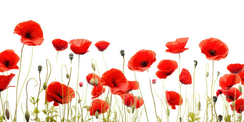 Obraz premium PNG Poppy flower field backgrounds plant petal.