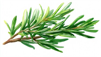 Obraz premium Vibrant Rosemary in Watercolor Style Isolated on White Background