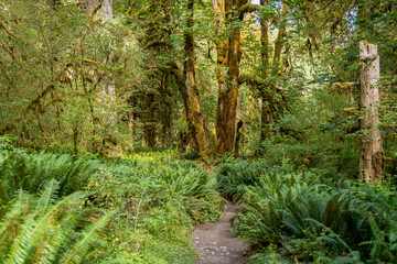 Hoh Rainforest Olympic National Park, Hiking Trail through Lush Pacific Northwest Wilderness