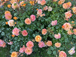 Vibrant garden filled with blooming roses in shades of pink and orange, surrounded by lush green foliage, creating a colorful and serene outdoor atmosphere