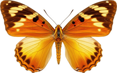 Fototapeta premium Close up view of a vibrant orange butterfly displaying intricate wing patterns and detailed body insect transparent background