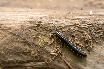 Hoh Rainforest Olympic National Park, Hiking Trail through Lush Pacific Northwest Wilderness