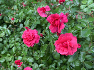 Vibrant pink roses bloom amidst lush green foliage, showcasing delicate petals and intricate details, creating a stunning floral display in a natural garden setting