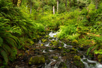 Hoh Rainforest Olympic National Park, Hiking Trail through Lush Pacific Northwest Wilderness