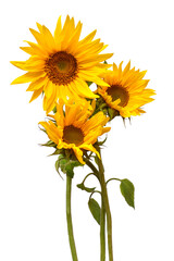 Fototapeta premium Flower bouquet with three sunflowers isolated on white background. The seeds and oil. Floral arrangement. Picturesque and conceptual scene. Flat lay, top view