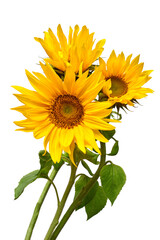 Flower bouquet with three sunflowers isolated on white background. The seeds and oil. Floral arrangement. Picturesque and conceptual scene. Flat lay, top view