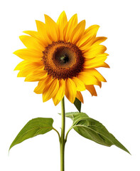 Obraz premium PNG Sunflower plant inflorescence asterales.