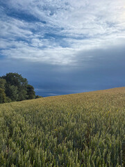 Fototapeta premium Crop of wheat in a field in June, United Kingdom