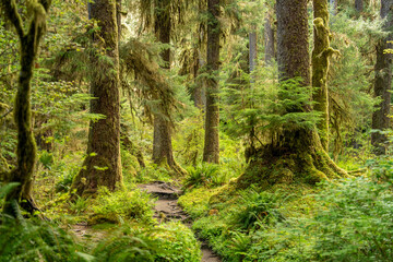Fototapeta premium Hoh Rainforest Olympic National Park, Hiking Trail through Lush Pacific Northwest Wilderness