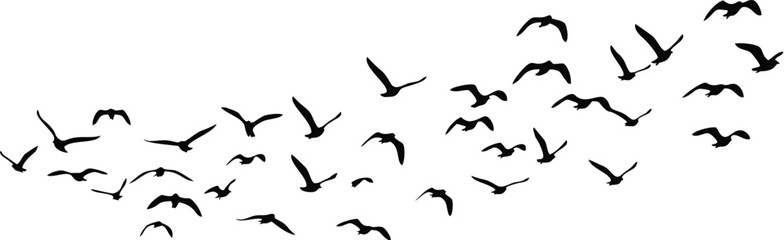 Obraz premium Vektor a flock of birds 