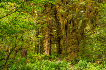 Hoh Rainforest Olympic National Park, Hiking Trail through Lush Pacific Northwest Wilderness
