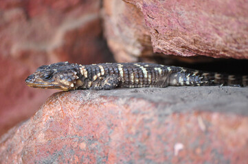 Smaug breyeri or Waterberg girdled lizard lying on a rock in the morning sun