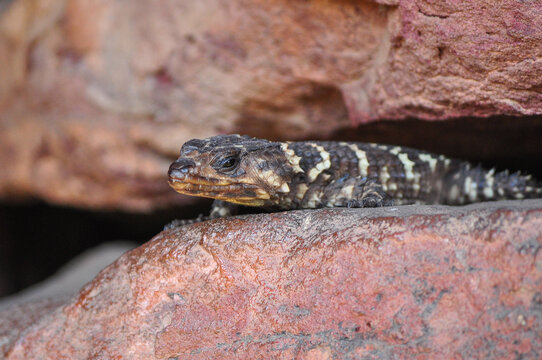 Smaug breyeri or Waterberg girdled lizard lying on a rock in the morning sun