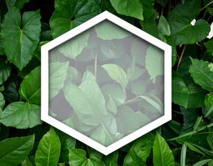 Vibrant green leaves background framed by a clean white hexagon, creating a fresh, modern nature design element for ecological themes.
