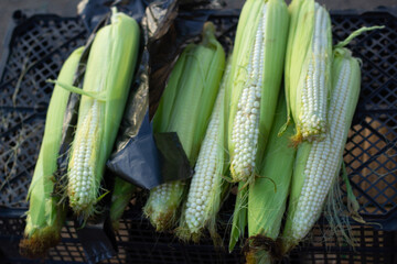 Horizontal photo. Top view. Tasty ripe fresh juicy raw corn on cob on counter of farm vegetable street city market stall. Grocery shop. Harvest season in Georgia, city holiday Tbilisoba, autumn fair