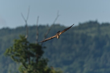 Western Marsh Harrier (Circus aeruginosus) juvenile flying towards camera above meadow, common bird...