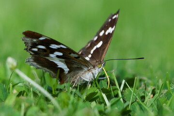 Purple Emperor (Apatura iris) – rare butterfly in the Czech Republic, perched in the grass.