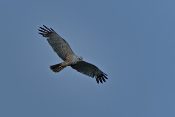 Fototapeta premium Western Marsh Harrier (Circus aeruginosus) male flying with spread wings above field, common bird of prey in the Czech Republic.
