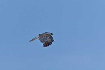 Western Marsh Harrier (Circus aeruginosus) male flying with spread wings above field, common bird of prey in the Czech Republic.