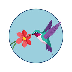 Obraz premium A hummingbird feeding on a red flower inside a light blue circle.