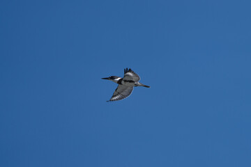 Obraz premium Seabirds on Rocky Coastline, Olympic National Park Pacific Northwest Wildlife