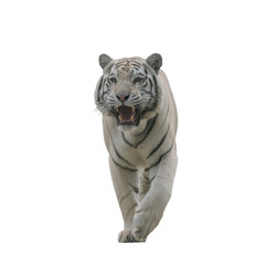 Obraz premium White tiger big cat predator walking isolated fierce wild animal endangered powerful majestic nature