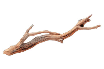 Fototapeta premium A detailed illustration of a driftwood branch