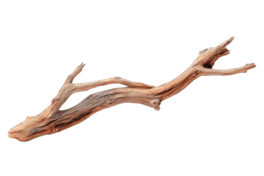 A detailed illustration of a driftwood branch