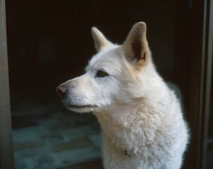 Fototapeta premium Side profile of a beautiful white dog with thick fur and alert pointy ears.
