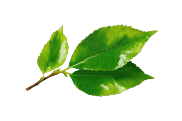 Close-up of a vibrant green leaf branch (1)