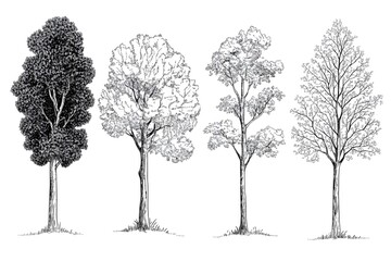 A clean vector sketch of trees in black and white, flat minimal illustration on white background.