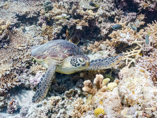 素晴らしいサンゴ礁をゆったり泳ぐ大きく美しいアオウミガメ（ウミガメ科）
英名学名：Green Turtle, Green Sea Turtle (Chelonia mydas)
沖縄県島尻郡慶良間諸島座間味島阿嘉島-2025/6/27
