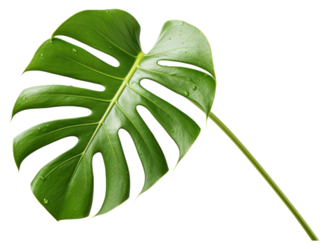 PNG Fresh monstera water drop on blossom flower plant.