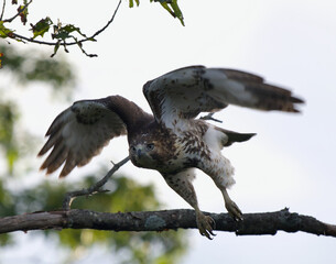 Powerful starting to fly showing its strong wings and long talons. 