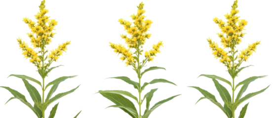 Three Goldenrod Plants with Yellow Blooms and Green Foliage against Transparent Background