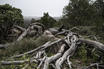 &aacute;rbol ca&iacute;do