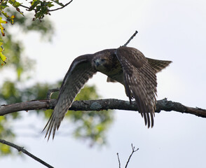 Powerful starting to fly showing its strong wings and long talons. 