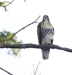 Hawk looking to the side while sitting on a branch 