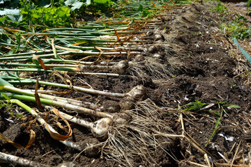 A close-up, low-angle shot of freshly harvested garlic bulbs laid out in rows on rich, dark soil in a garden