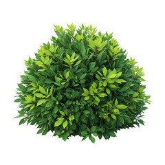 Lush Green Bush:  Dense Foliage, Vibrant Greenery,  Gardening Resource, Landscaping Plant