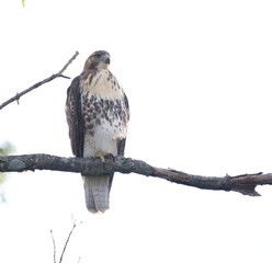 Hawk looking to the side while sitting on a branch 