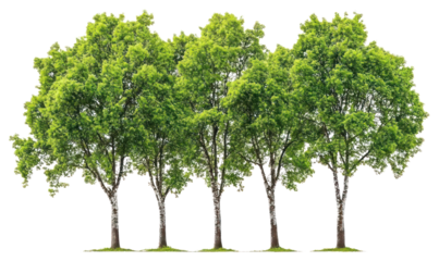 PNG Real trees group vegetation alignment landscape.