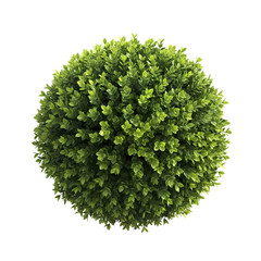 Perfect Spherical Green Bush: Lush Foliage, Top View, Botanical Texture