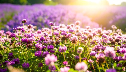 Obraz premium A vibrant field of wildflowers, bursting with shades of purple and pink, bathed in warm sunlight.