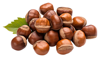 PNG Forest nuts hazelnuts plant food