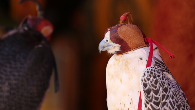 Halc&oacute;n peregrino