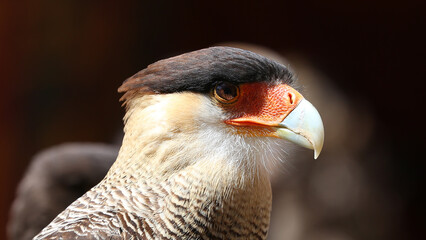 Carancho o Caracara plancus