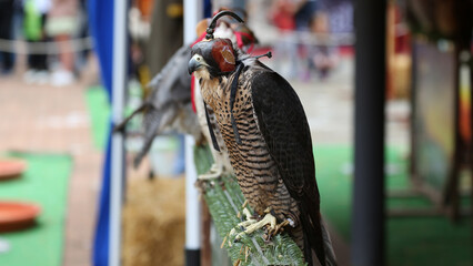 Halcón peregrino